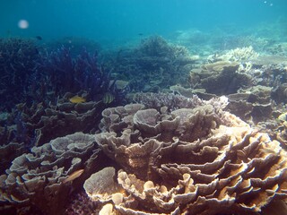 coral reef in the sea