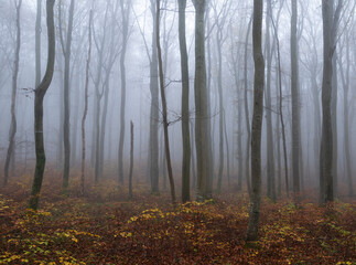 Obraz premium Autumn in the woodland