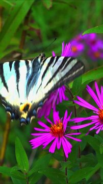 The scarce swallowtail - Iphiclides podalirius, butterfly collects nectar on red aster flowers in a garden
