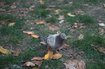 pigeon on the grass