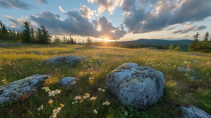 Stunning sunset over a rocky field adorned with wildflowers.
