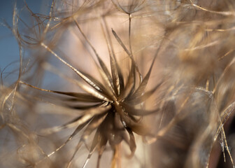 macro plant photography, blurred background and shadow, selective focus