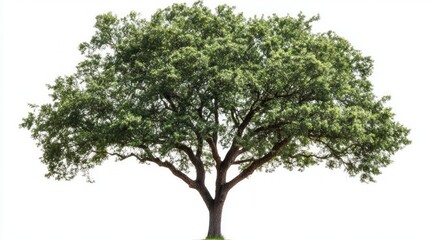 Majestic Tree in Lush Green Foliage