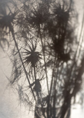 Abstract still life with flower shadow, blurred background and shadow