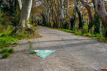 Triangular marker of walking or cycling scenic trail through Platanus Alley. Sunlight filters through the trees, creating soft shadows. Copy space. 