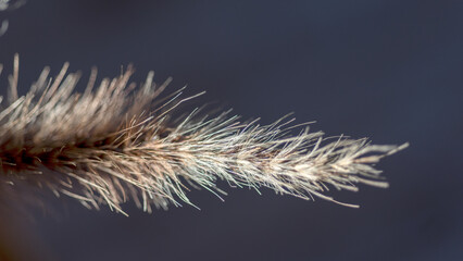 Fototapeta premium macro plant photography, blurred background and shadow, selective focus