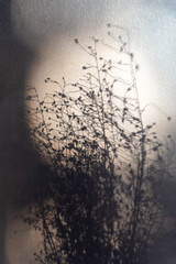 macro plant photography, blurred background and shadow, selective focus