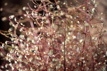 macro plant photography, blurred background and shadow, selective focus