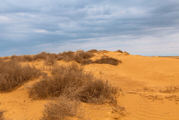 Picturesque view of the dunes in the desert in the Kalmykia. Russia.