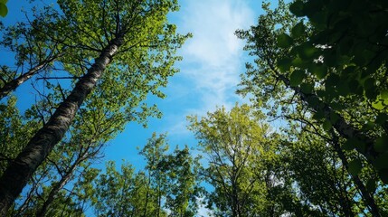 Obraz premium Low-angle view of lush green trees against a vibrant blue sky.