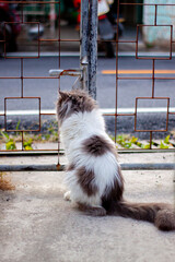 Perched Munchkin cat on concrete floor