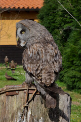 Lateral view of a great grey owl (Strix Nebulosa)