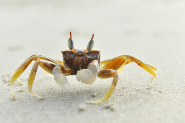 Ghost crab Ocypode Ocypodidae  (Ocypode ceratophthalmus) close-up of ghost crab with white claw on sand, Ghost crab in tropical and subtropical regions throughout the world white sand beach.