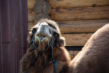 Camel chews grass in the zoo