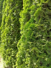 Thick green thuja bushes are arranged in a row
