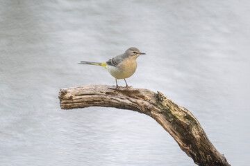 Grey Wagtail on a branch over water on a pond