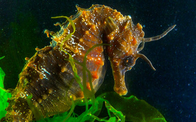 Side view of a male, Long-snouted seahorse Hippocampus hippocampus hiding among green algae near the shore, Black Sea