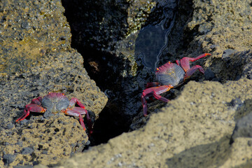 Two crabs on a rock. Sao Miguel Island, Azores.
