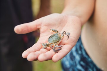Sand crab. Flat hind legs. A resident of the Black Sea coast of Georgia.