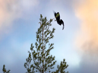 A raven flies from the top of a pine tree. A flying raven against the background of the sunset sky. Natural forest background with pine tree and bird.