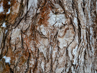 Cracked old bark on a tree trunk. Abstract rough natural texture of dilapidated wood with rusty spots and cracks.
