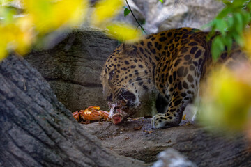 Leopard eating at the zoo. 