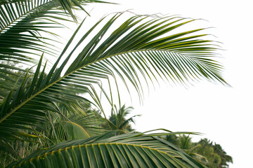 Fototapeta premium Palm leaves are large, long, and fan-shaped or feather-like. They come from palm trees, often used for roofing, weaving, and decorative purposes in tropical regions.