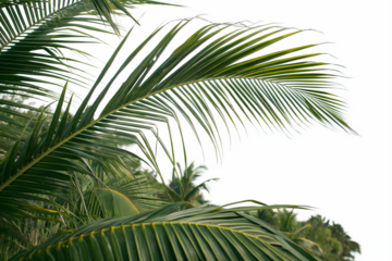 Palm leaves are large, long, and fan-shaped or feather-like. They come from palm trees, often used for roofing, weaving, and decorative purposes in tropical regions.