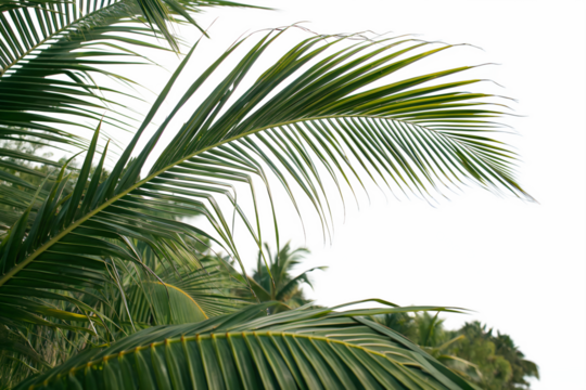 Palm leaves are large, long, and fan-shaped or feather-like. They come from palm trees, often used for roofing, weaving, and decorative purposes in tropical regions.