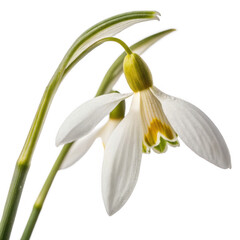 Fototapeta premium Snowdrop flower isolated on a transparent background, png