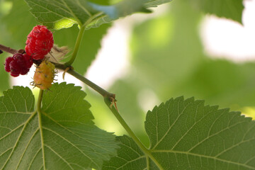 Black mulberries fruit among green leaves.  immature red mulberry that has not yet turned black on a branch. 
