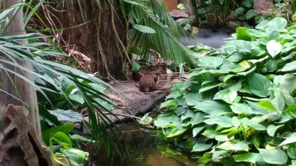 bird in the forest