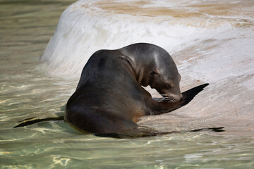 fur seal on the shore, selective focus