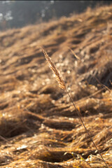 a field with trees and a blue sky in the background