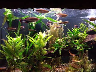 fish in aquarium