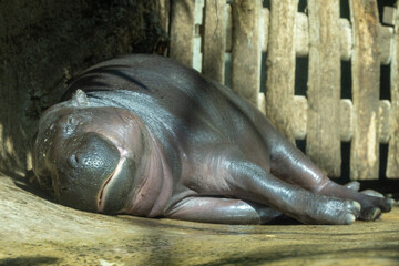 Pygmy hippopotamus Choeropsis liberiensis