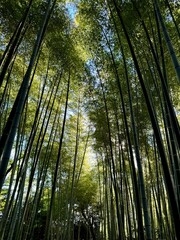 bamboo forest