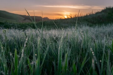 Fototapeta premium Morning Sunlight on Dew-Covered Meadow with Tall Grass
