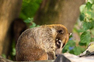 South American Coati, or Ring-tailed Coati Nasua nasua