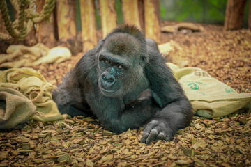 Large gorilla at the zoo