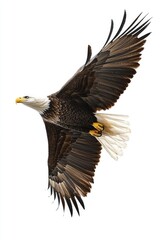 Fototapeta premium Bald eagle in flight