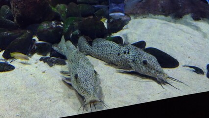 fish in aquarium