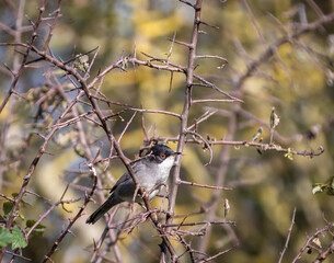Sardinian Warbler...a spectacle on a sunny autumn morning with its behaviour!