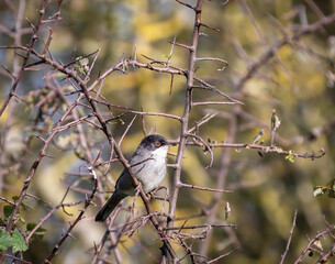 Sardinian Warbler...a spectacle on a sunny autumn morning with its behaviour!