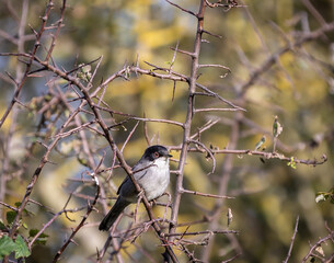 Sardinian Warbler...a spectacle on a sunny autumn morning with its behaviour!
