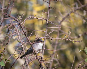 Sardinian Warbler...a spectacle on a sunny autumn morning with its behaviour!