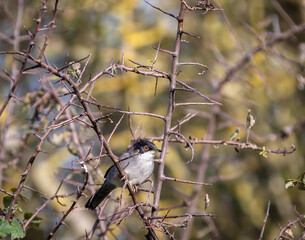 Sardinian Warbler...a spectacle on a sunny autumn morning with its behaviour!