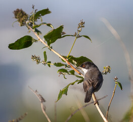 Sardinian Warbler...a spectacle on a sunny autumn morning with its behaviour!
