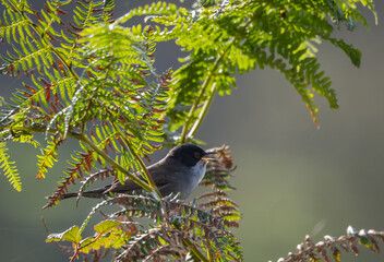 Sardinian Warbler...a spectacle on a sunny autumn morning with its behaviour!