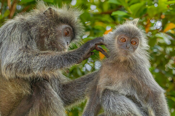 Fototapeta premium Closeup portrait of Tufted gray langur Semnopithecus priam